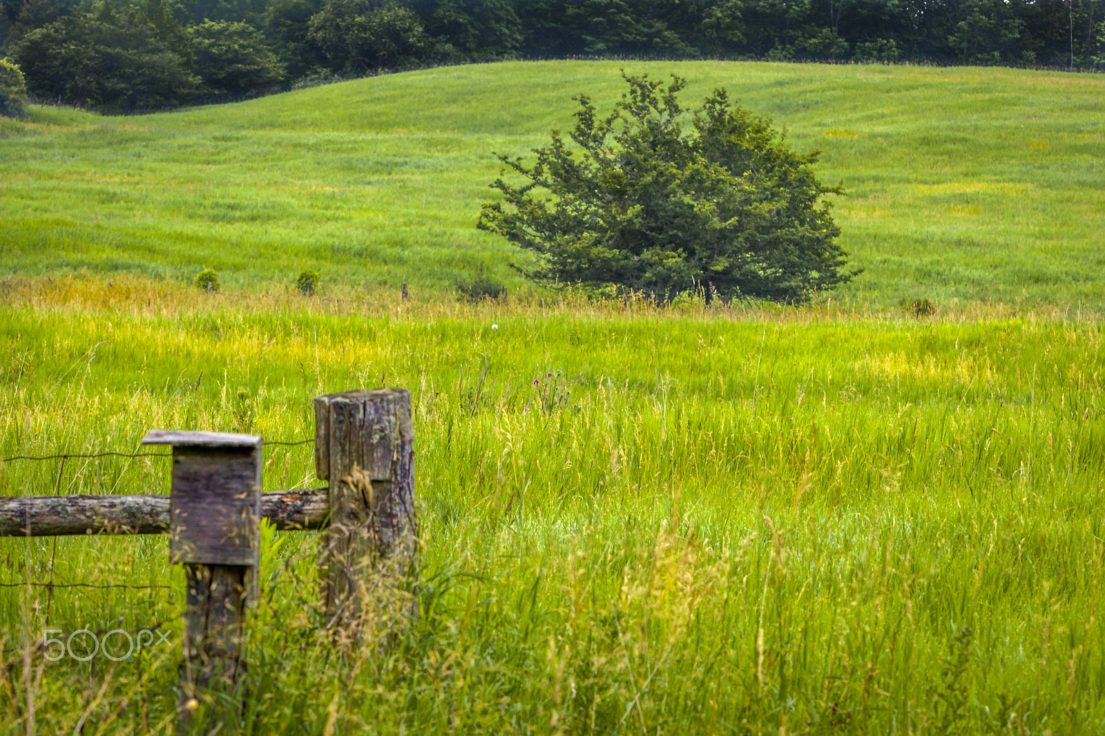 Canon EF 70-200mm F2.8L IS USM sample photo. A tree in the meadow photography