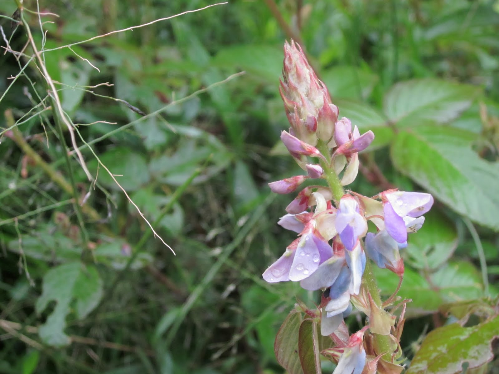 Canon PowerShot SD1300 IS (IXUS 105 / IXY 200F) sample photo. Img photography