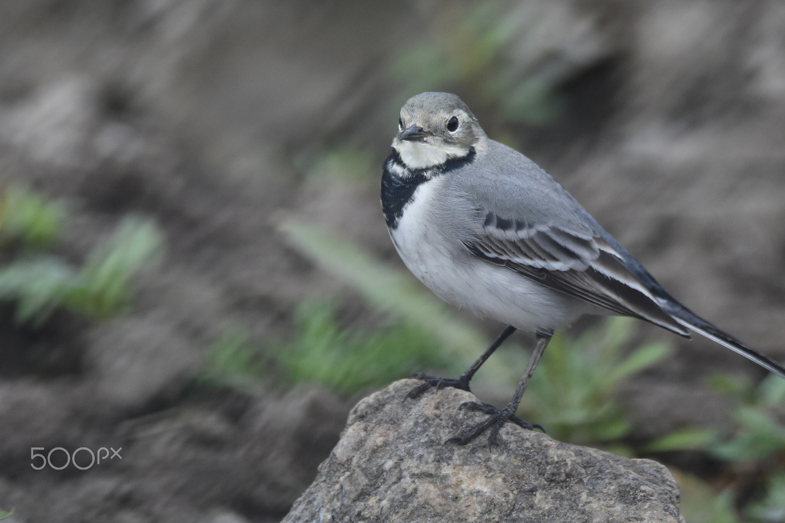 Nikon D7200 + Tamron SP 150-600mm F5-6.3 Di VC USD sample photo. A wagtail perspective photography