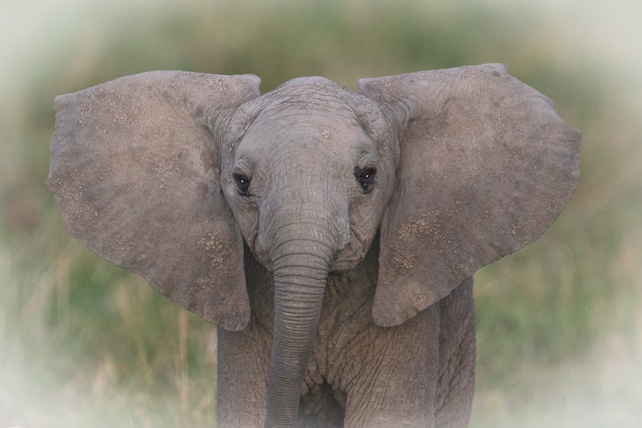 Canon EF 400mm F4 DO IS II USM sample photo. Baby elephant ears photography