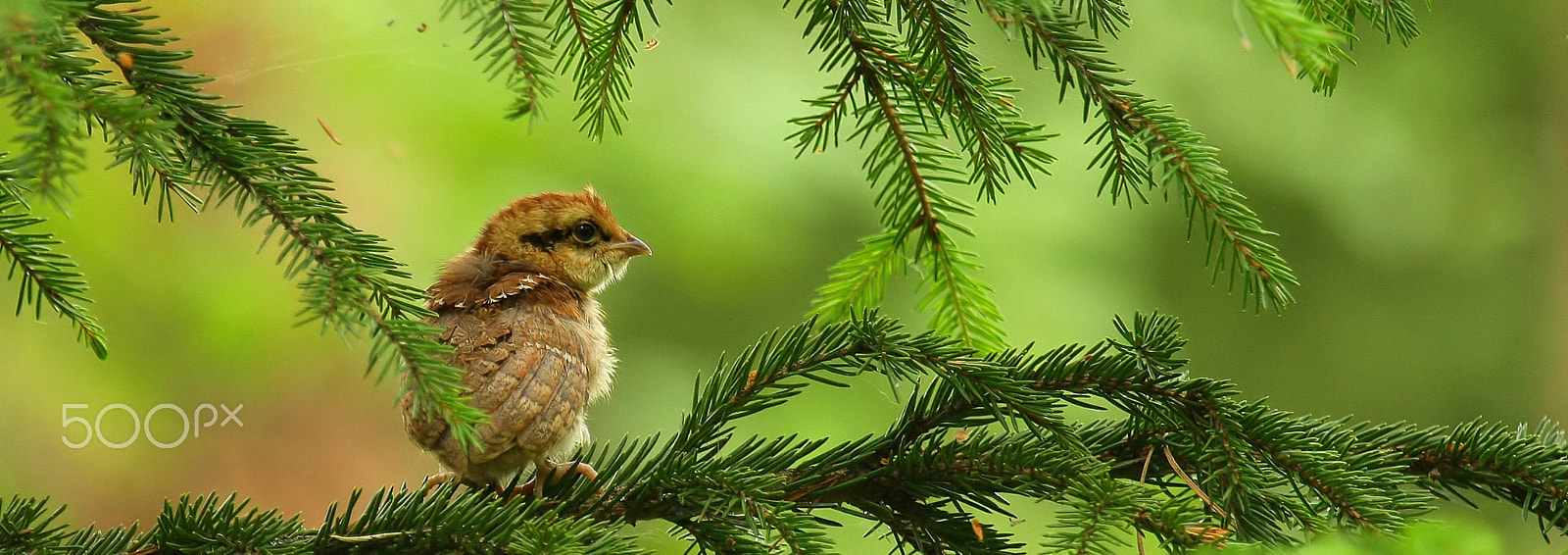 Canon EF 100-400mm F4.5-5.6L IS USM sample photo. Hazel grouse photography