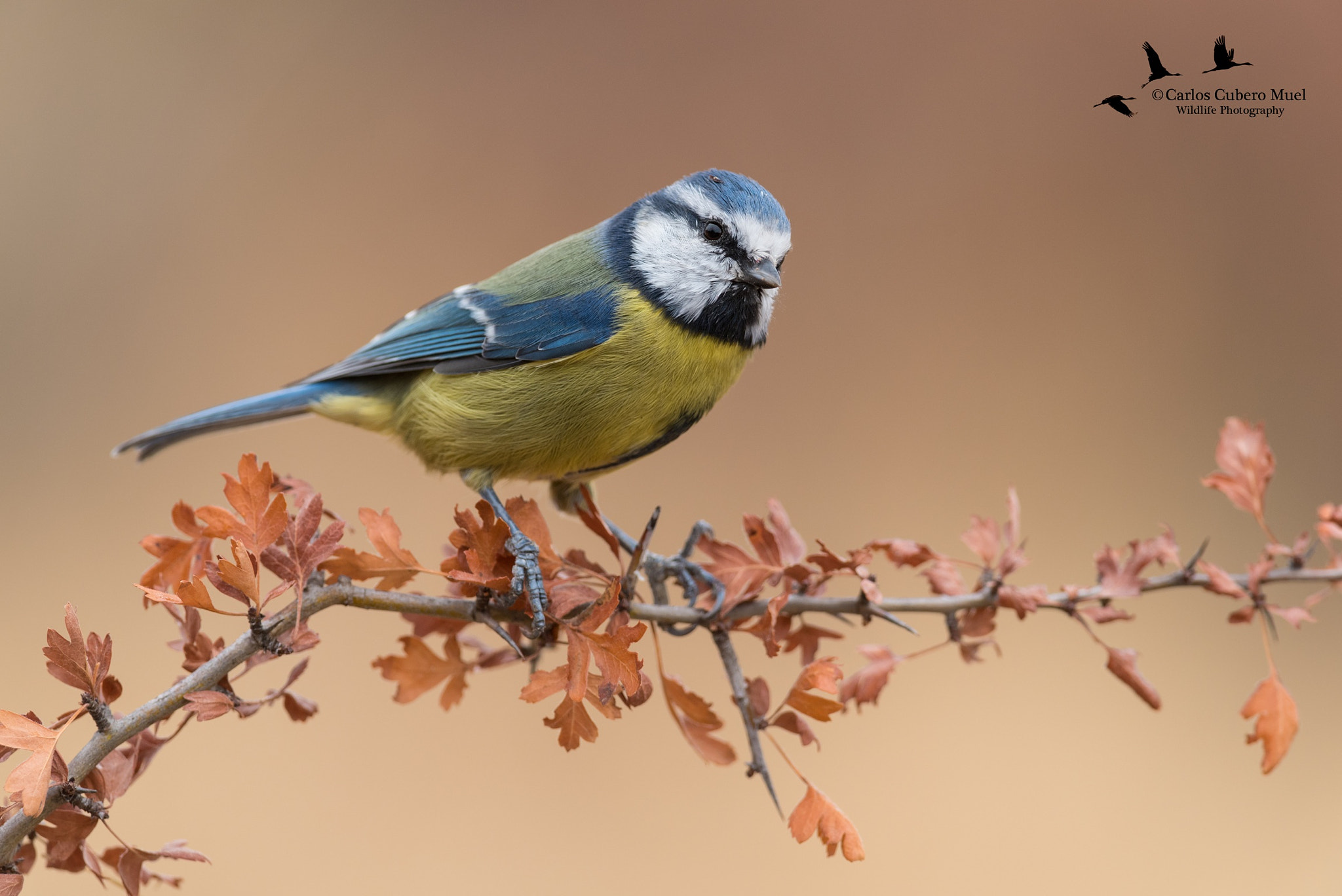 Nikon D750 + Nikon AF-S Nikkor 300mm F4D ED-IF sample photo. Mas herrerillos otoñales photography