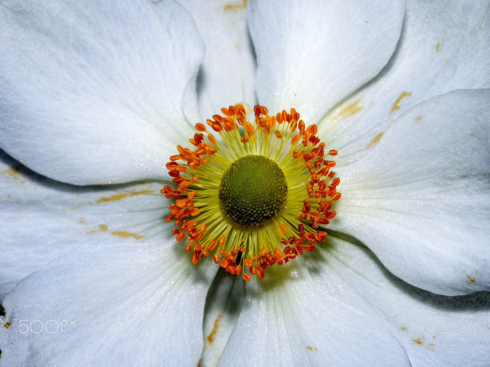 Sigma 105mm F2.8 EX DG Macro sample photo. Life photography
