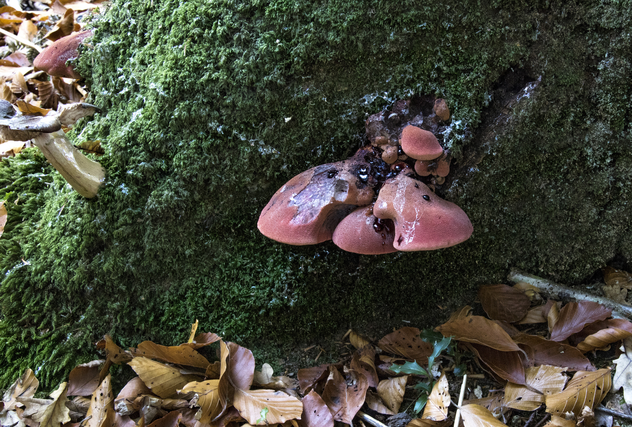 Canon EOS 750D (EOS Rebel T6i / EOS Kiss X8i) sample photo. Beefsteak fungus fistulina hepatica photography