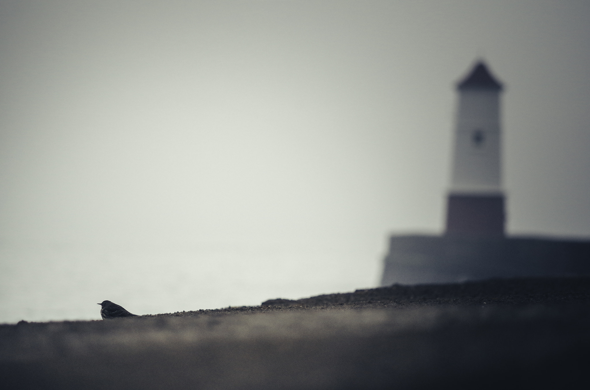 smc PENTAX-DA L 50-200mm F4-5.6 ED sample photo. Shoreline sparrow photography