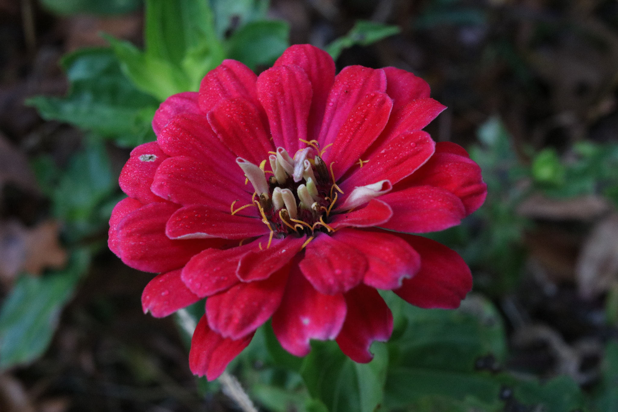 Canon EF-S 24mm F2.8 STM sample photo