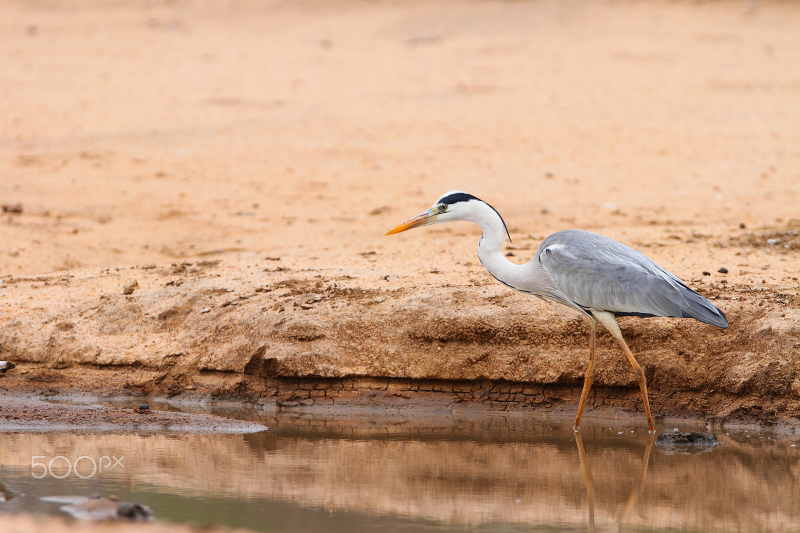 Canon EOS 7D + Canon EF 300mm F2.8L IS USM sample photo. Grey heron fishing for frogs photography