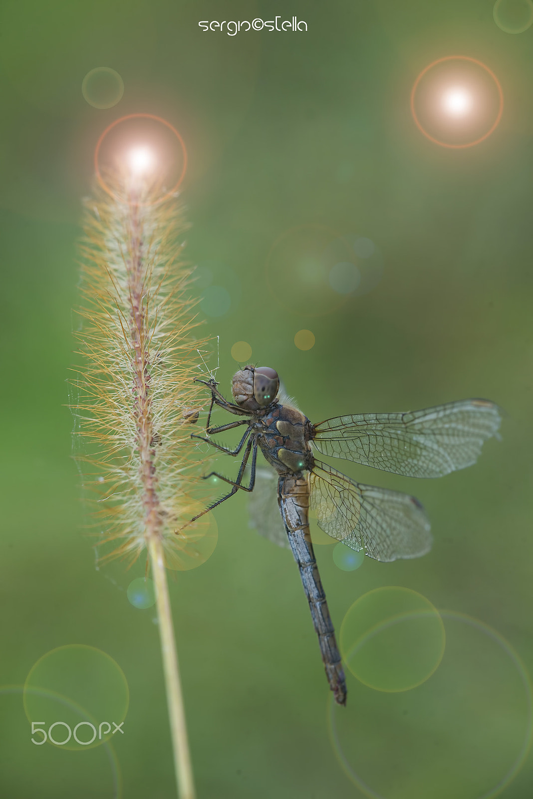 Nikon D610 + Sigma 150mm F2.8 EX DG Macro HSM sample photo. ****ac_cerchi_amento***** photography