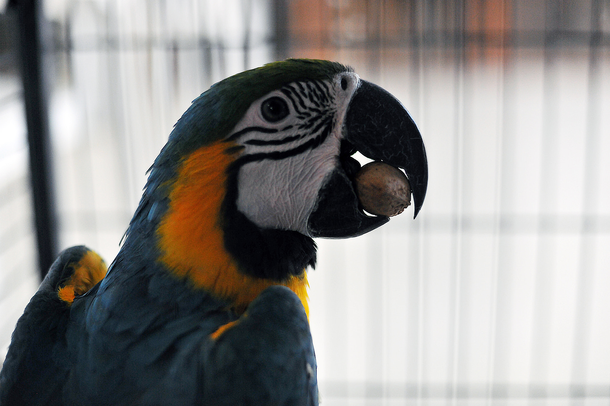 Nikon D3X + Nikon AF Nikkor 50mm F1.4D sample photo. A parrot with a walnut in its mouth photography