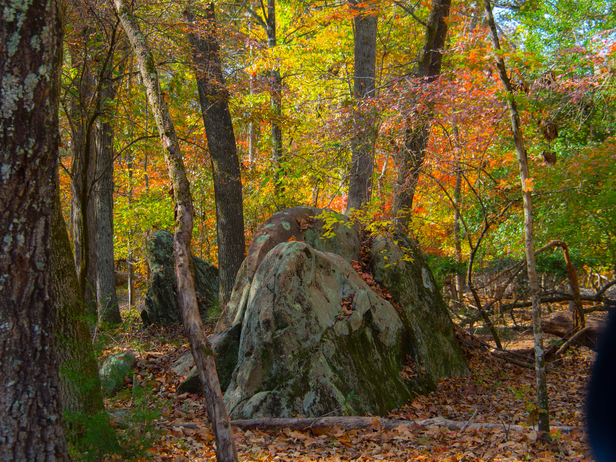 Olympus PEN E-P5 sample photo. Color in the woods photography