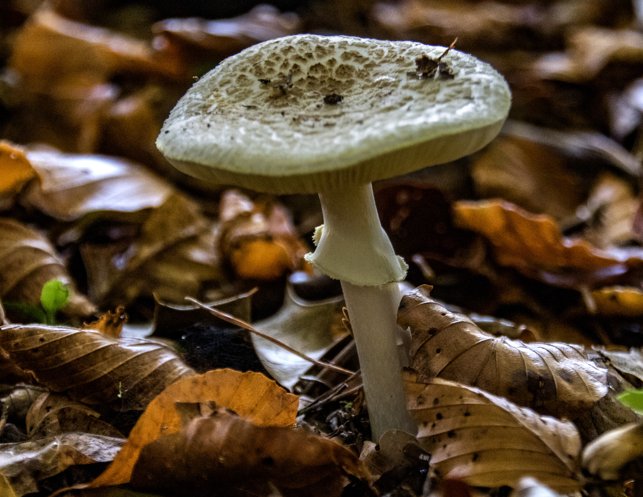 Canon EOS 750D (EOS Rebel T6i / EOS Kiss X8i) sample photo. No name fungus photography