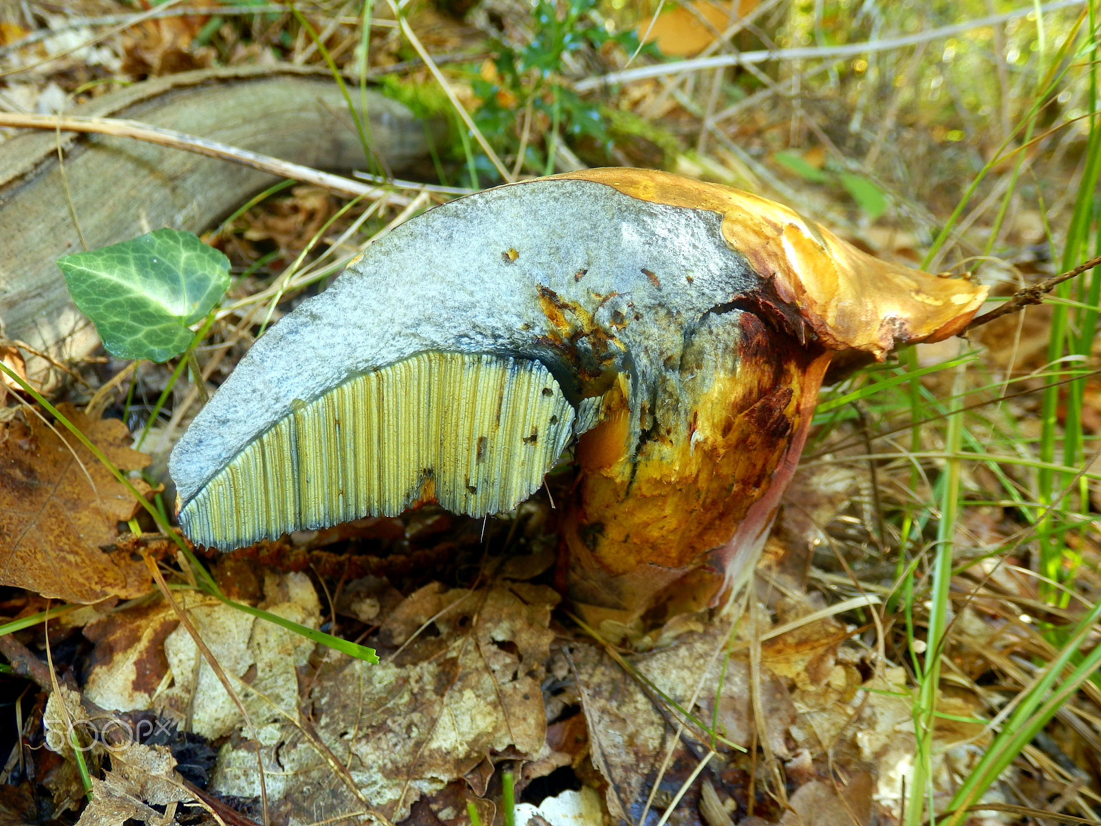 Olympus SZ-31MR sample photo. Boletus huronensis photography