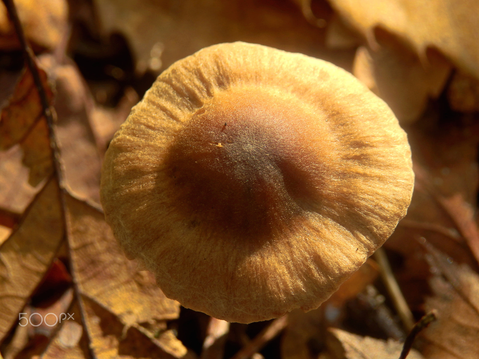 Olympus SZ-31MR sample photo. Inocybe napipes photography