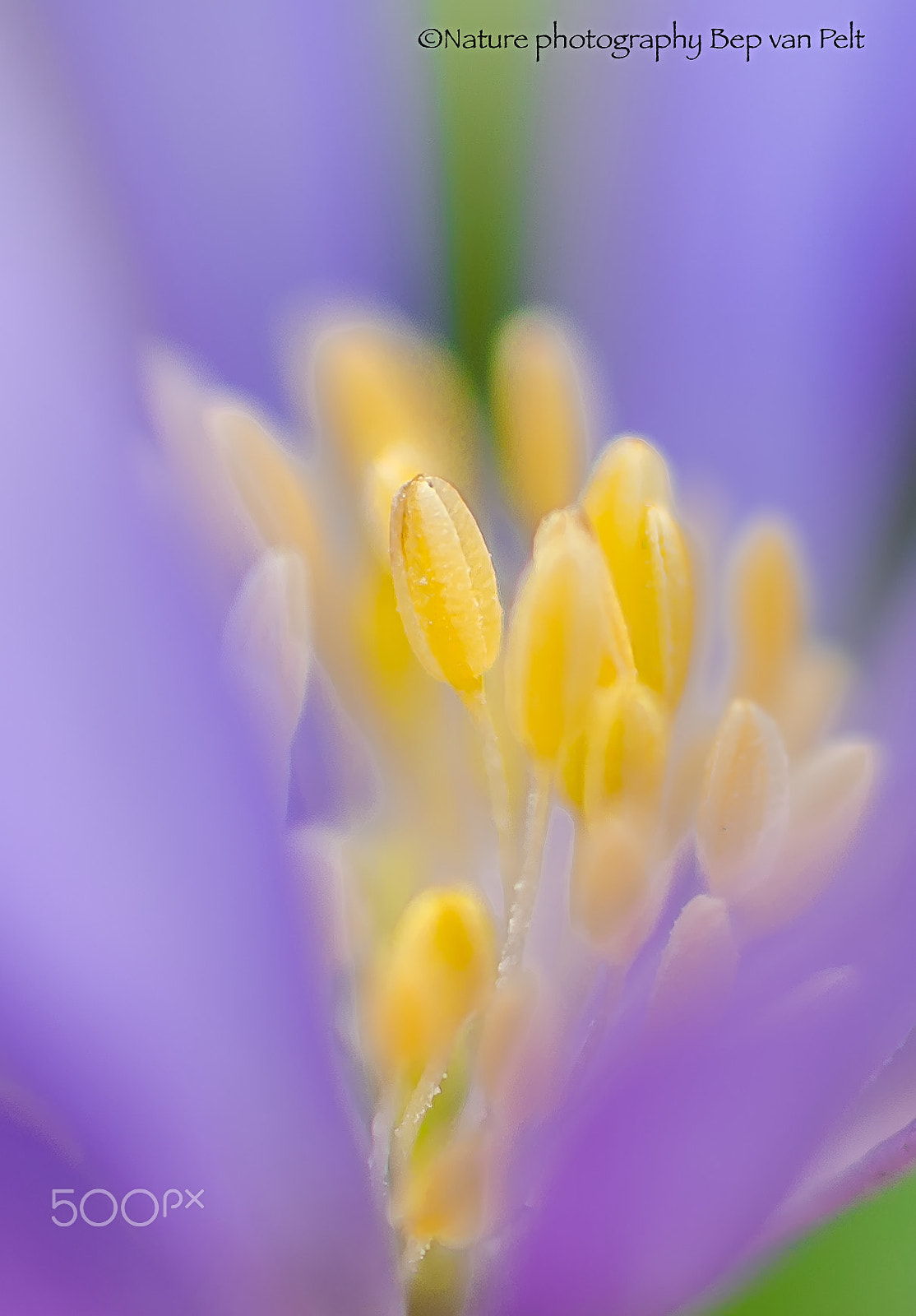 Nikon D7000 + Sigma 50mm F2.8 EX DG Macro sample photo. Stamen of an anemone photography
