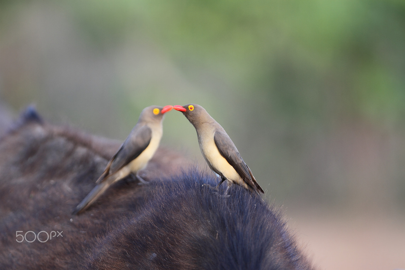 Canon EOS 7D + Canon EF 300mm F2.8L IS USM sample photo. Red-billed oxpeckers mirror image photography