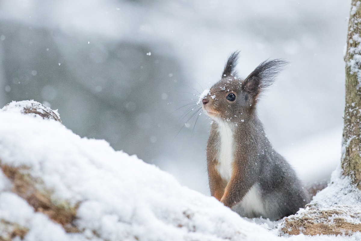 Canon EF 300mm F2.8L IS II USM sample photo. Squirrel with snow on nose photography