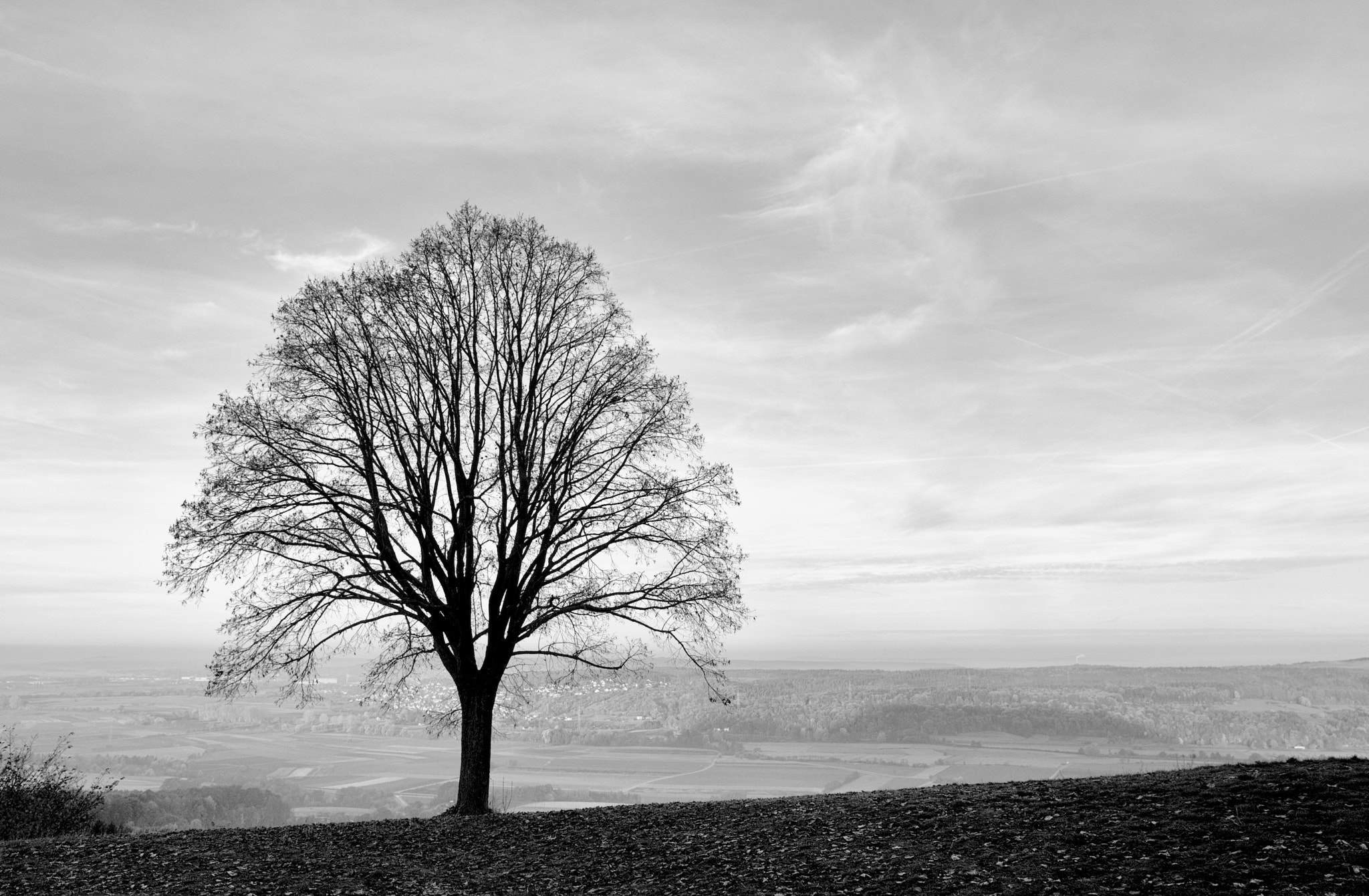 Pentax K-3 II sample photo. Tree photography