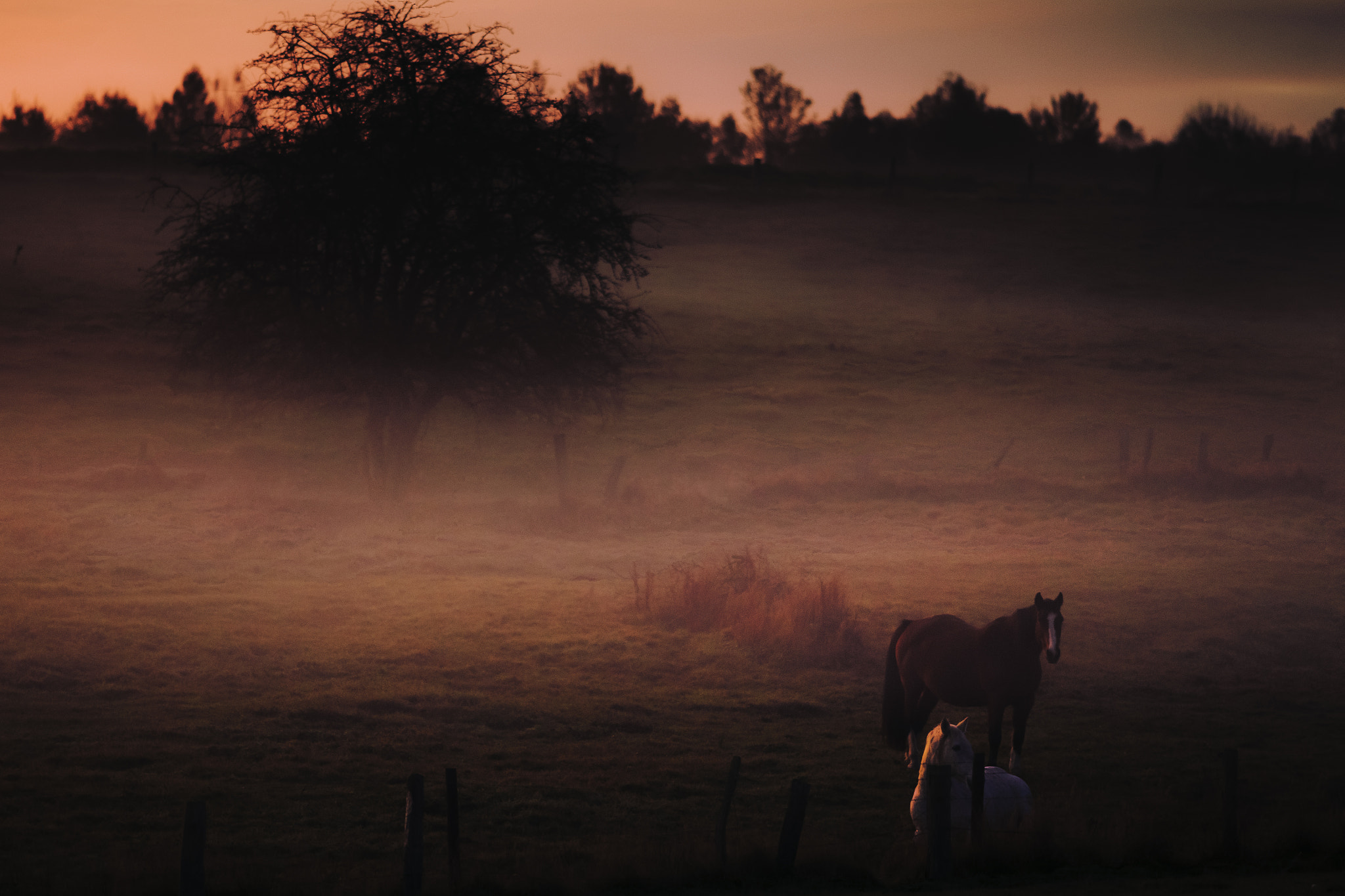 Canon EOS 6D + Canon EF 200mm F2.8L II USM sample photo. Sunrise mood photography