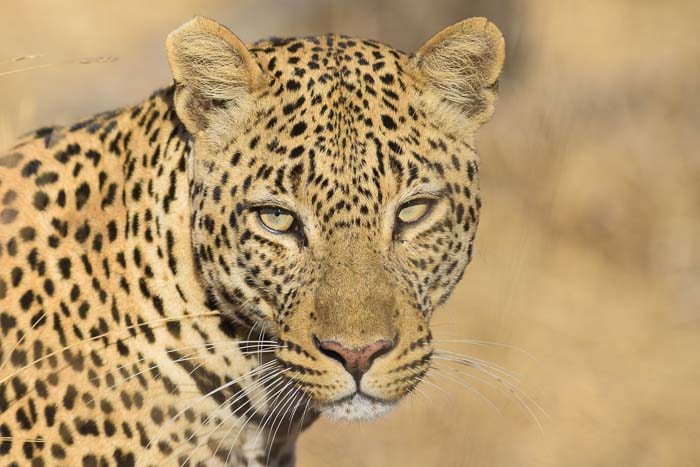 Nikon AF-S Nikkor 300mm F2.8G ED VR II sample photo. Leopard photography