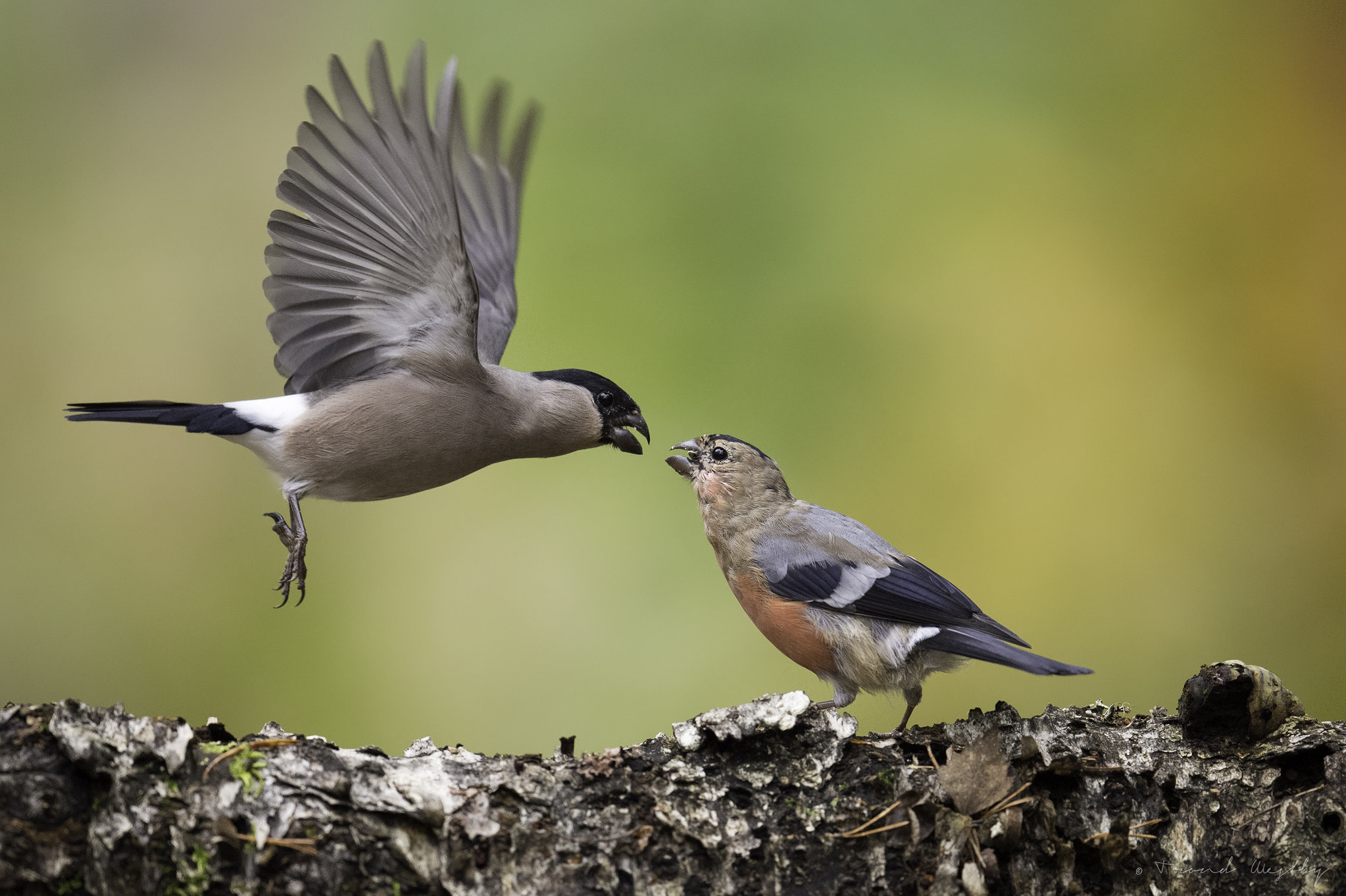 Nikon AF-S Nikkor 500mm F4E FL ED VR sample photo. Bullfinch photography