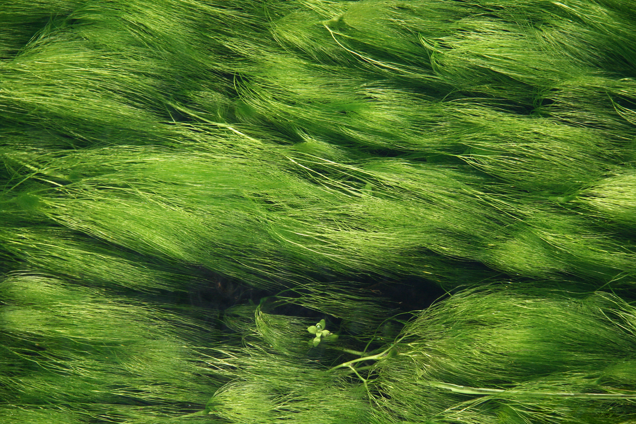 Canon EF-S 17-85mm F4-5.6 IS USM sample photo. Green algae photography