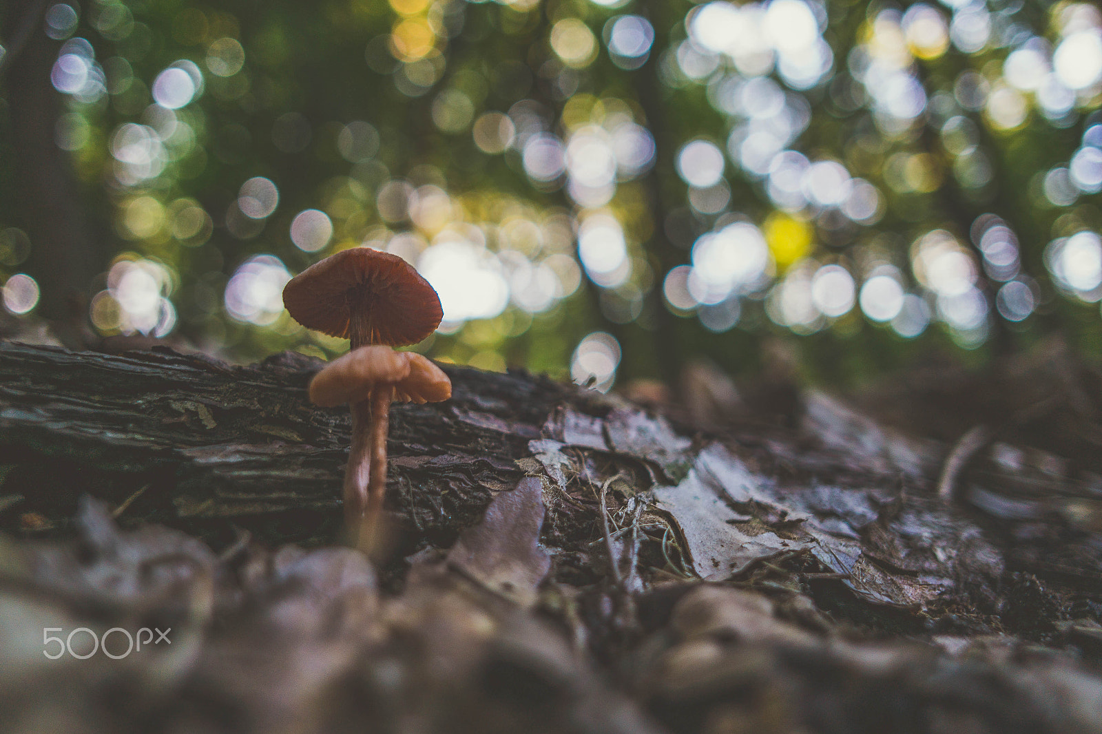 Samsung NX30 + Samsung NX 16mm F2.4 Pancake sample photo. Tiny mushrooms super close photography