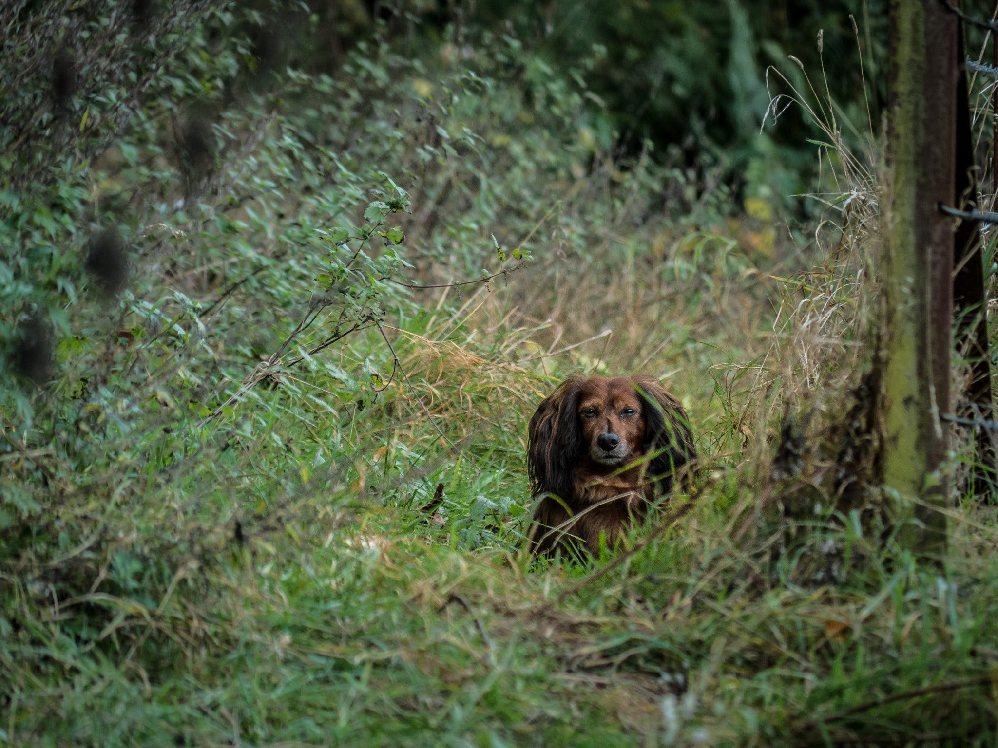 Panasonic Lumix DMC-GX8 + Panasonic Lumix G Vario 45-200mm F4-5.6 OIS sample photo. Benny the dog photography