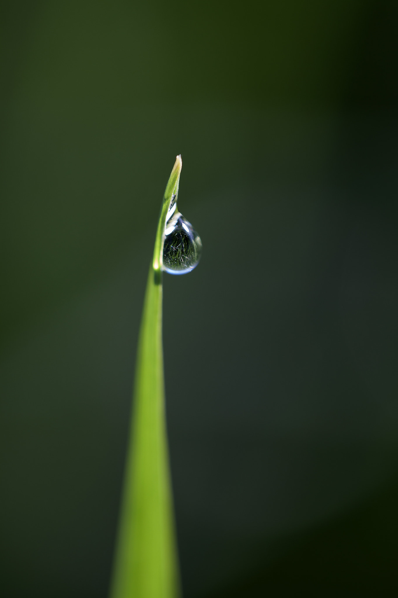 Canon EF 180mm F3.5L Macro USM sample photo. Green dawn photography