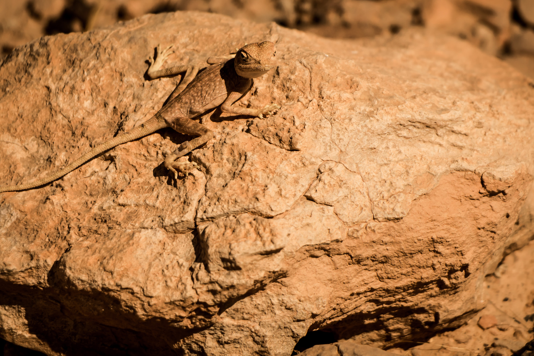 Canon EOS 700D (EOS Rebel T5i / EOS Kiss X7i) sample photo. Desert lizard photography