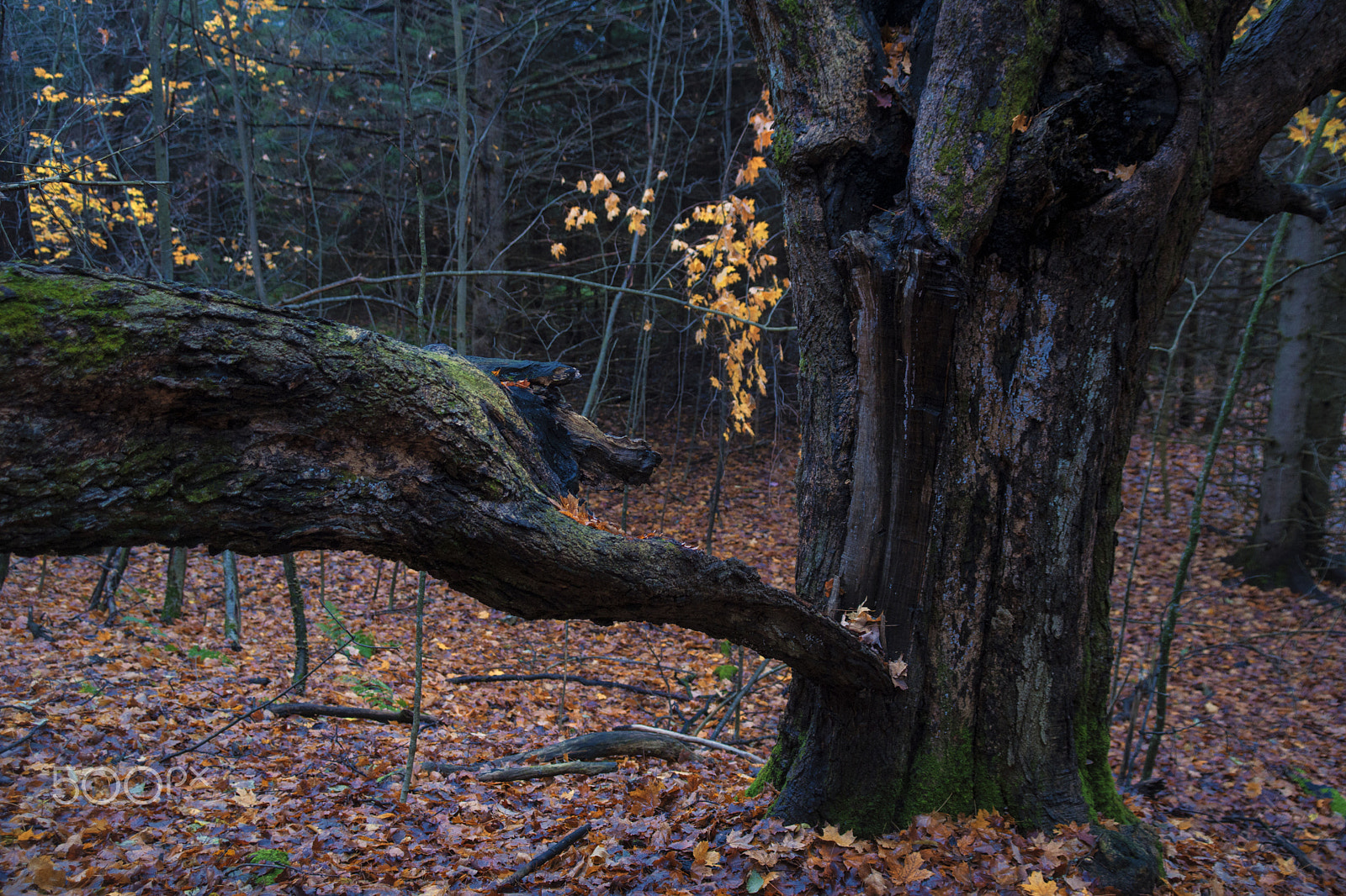 Sony Alpha DSLR-A900 + Sigma 18-200mm F3.5-6.3 DC sample photo. Wild beast jumping at a tree photography