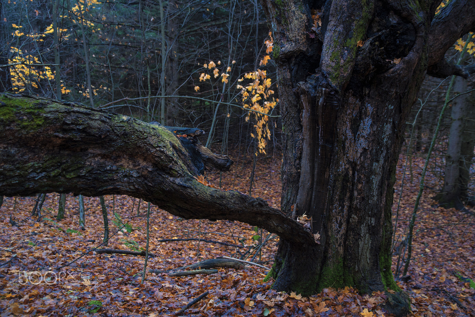 Sony Alpha DSLR-A900 sample photo. Wild beast jumping at a tree photography