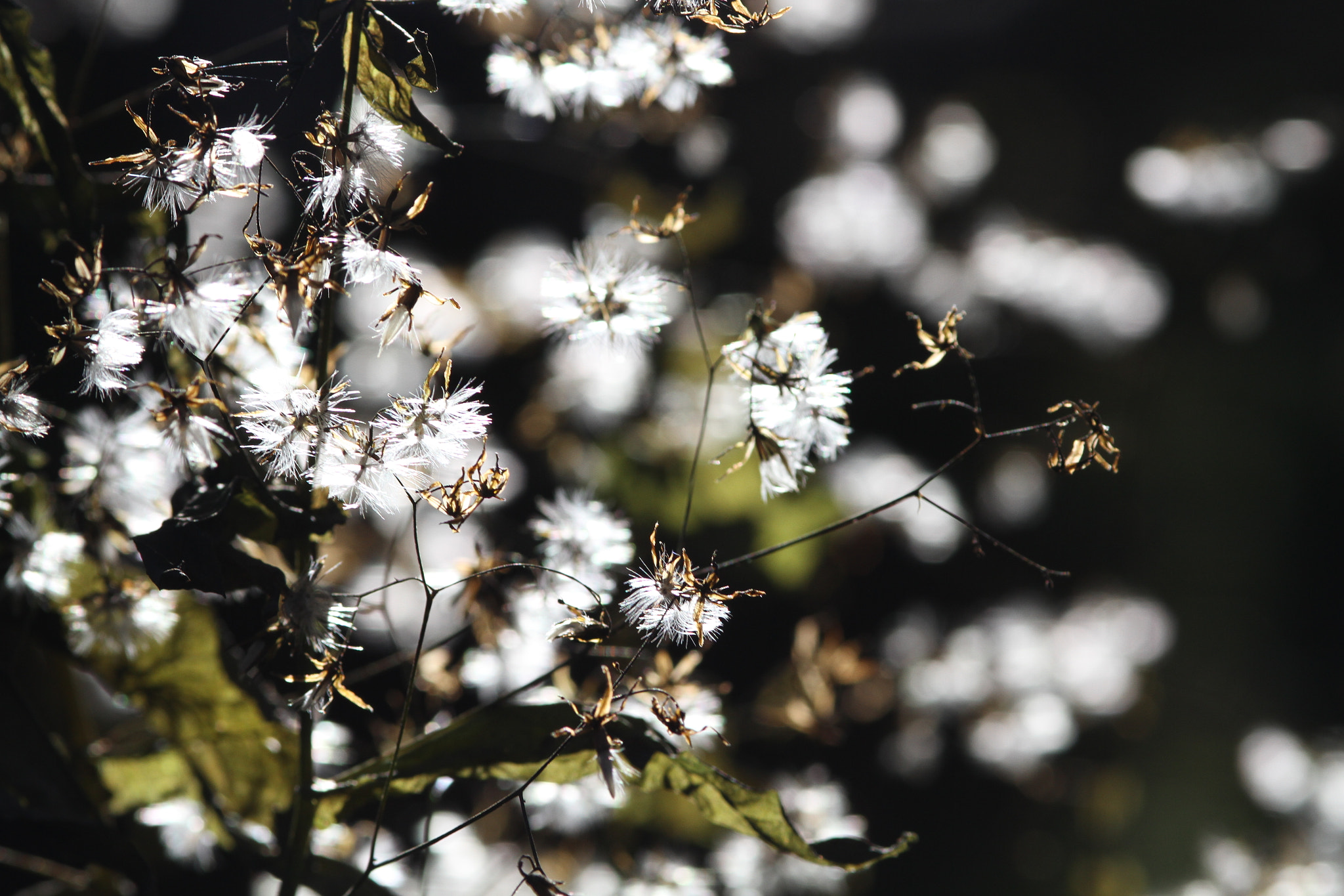 Canon EOS 7D + Canon EF 200mm F2.8L II USM sample photo. Dandelions in fall photography