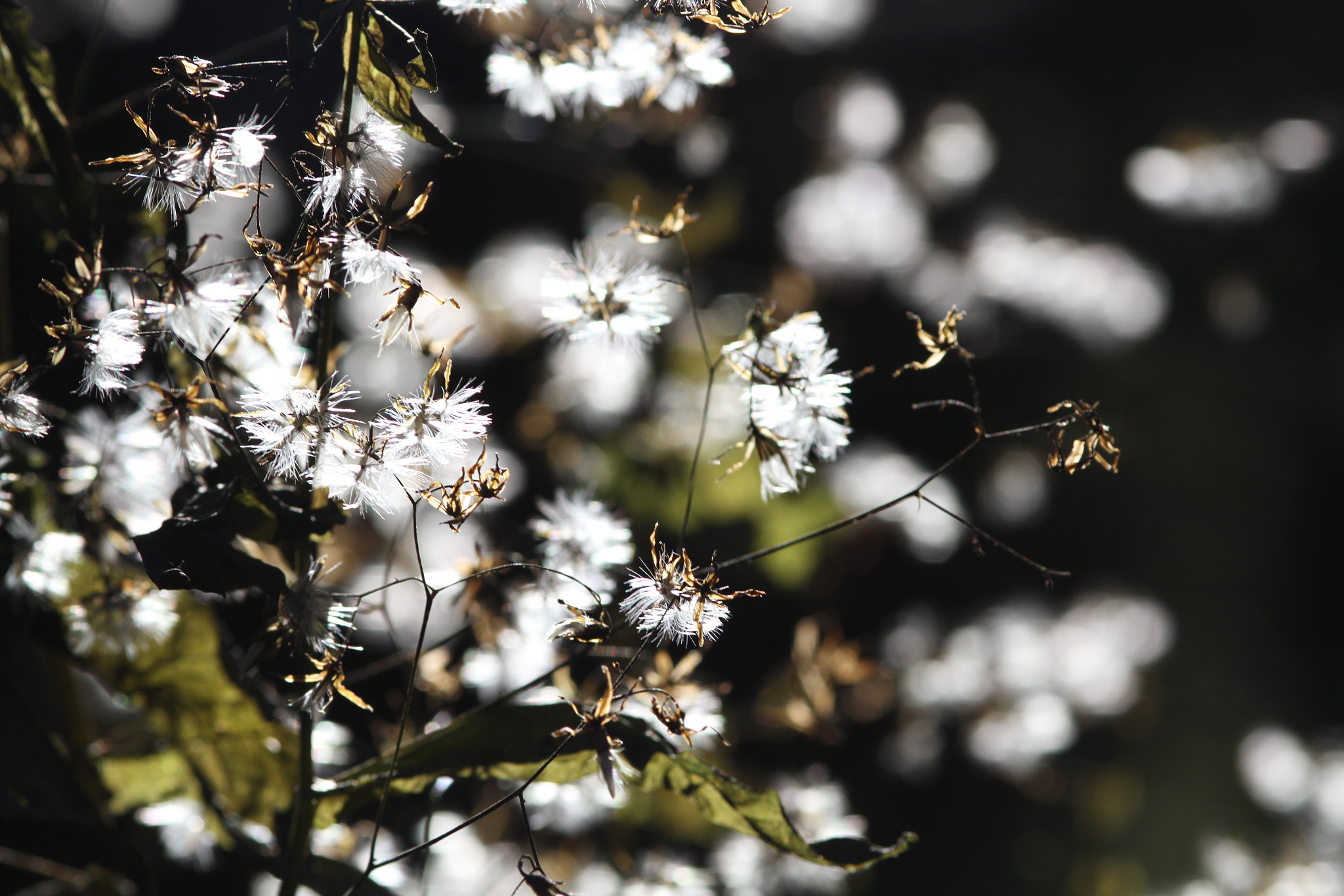 Canon EF 200mm F2.8L II USM sample photo. Dandelions in fall photography