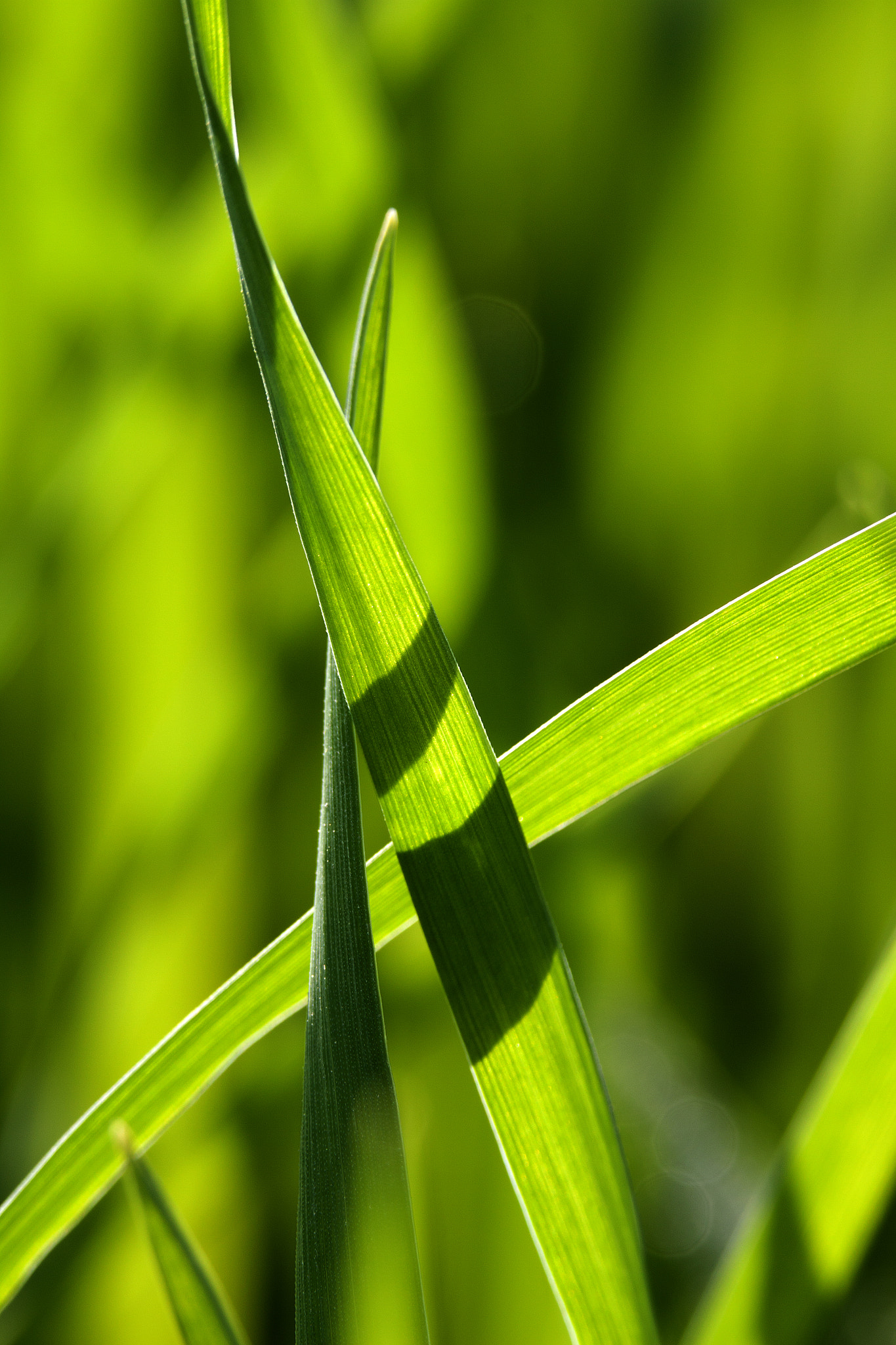 Canon EF 180mm F3.5L Macro USM sample photo. Greencross photography