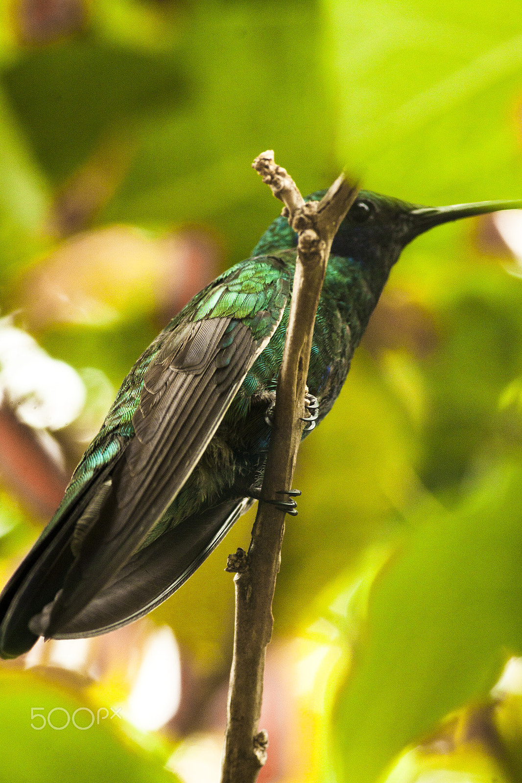 Canon EOS 50D + Canon EF 300mm F4L IS USM sample photo. Picaflor photography