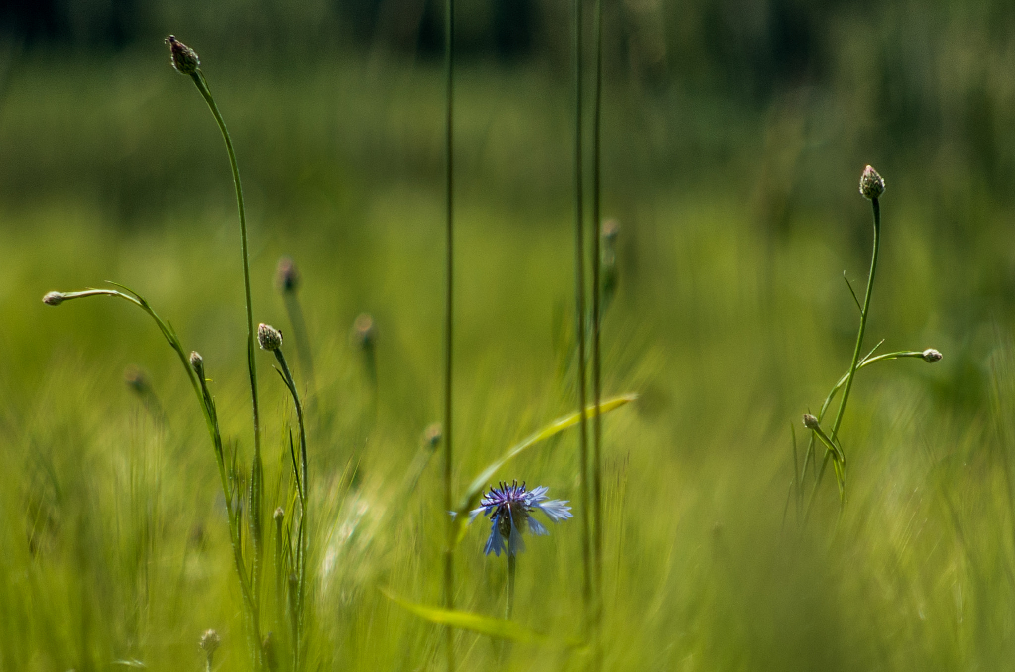 smc PENTAX-DA L 50-200mm F4-5.6 ED sample photo. Knapweed in a sea photography