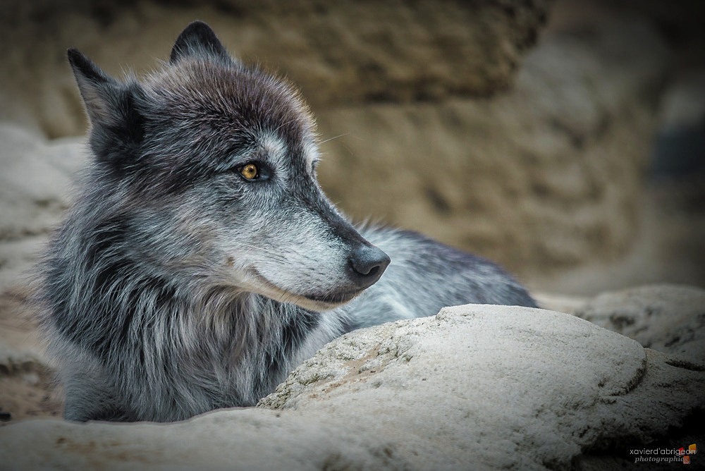 Sigma 150-500mm F5-6.3 DG OS HSM sample photo. Loup y es-tu ? photography