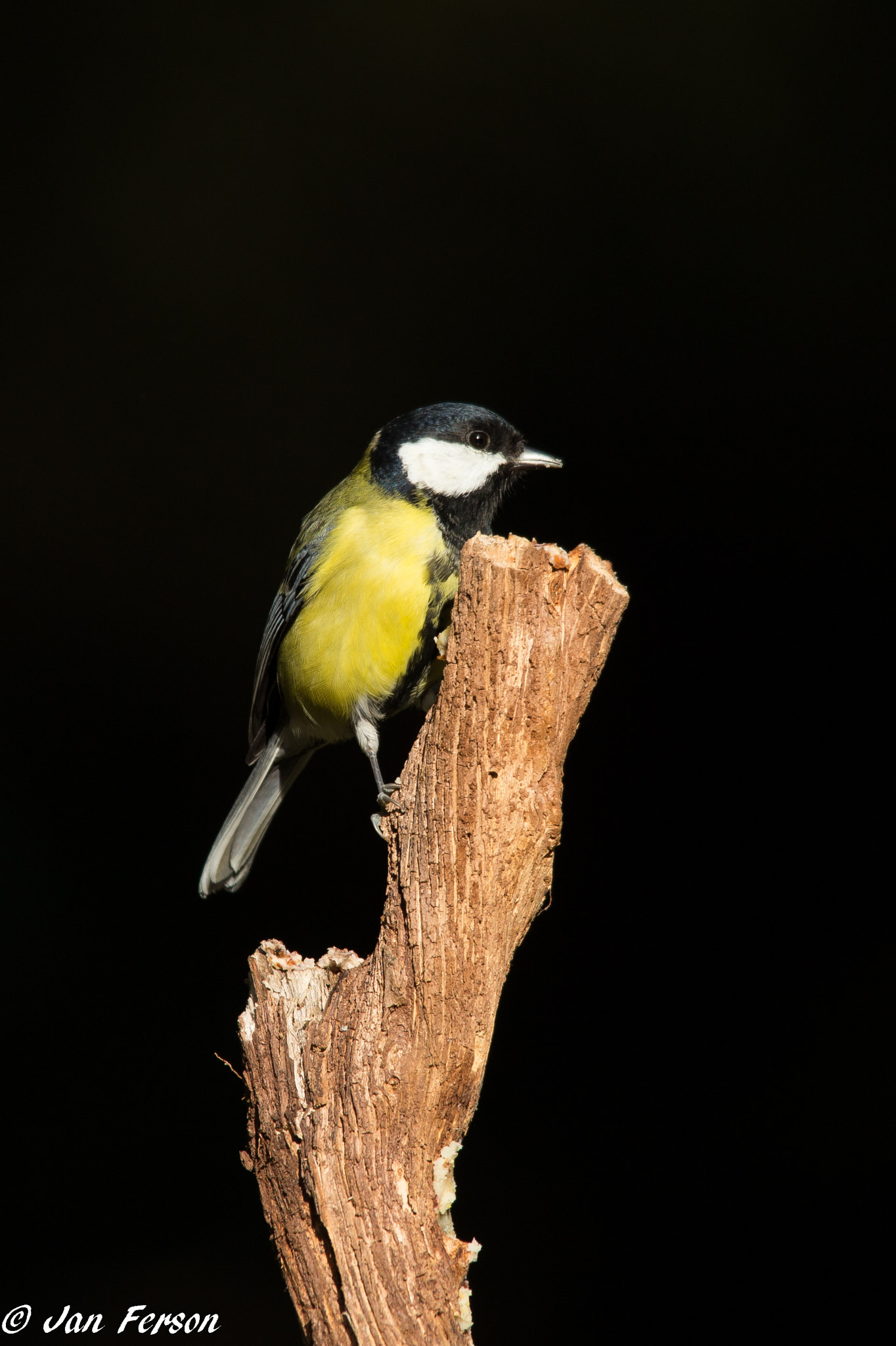 Sigma 150-500mm F5-6.3 DG OS HSM sample photo. Great tit photography
