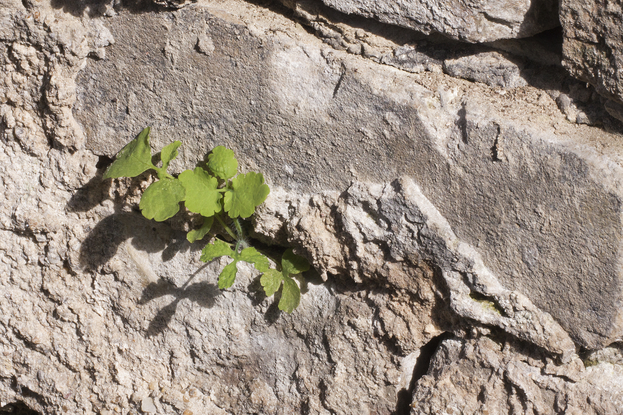 Canon EF 180mm F3.5L Macro USM sample photo. Momentary victory photography