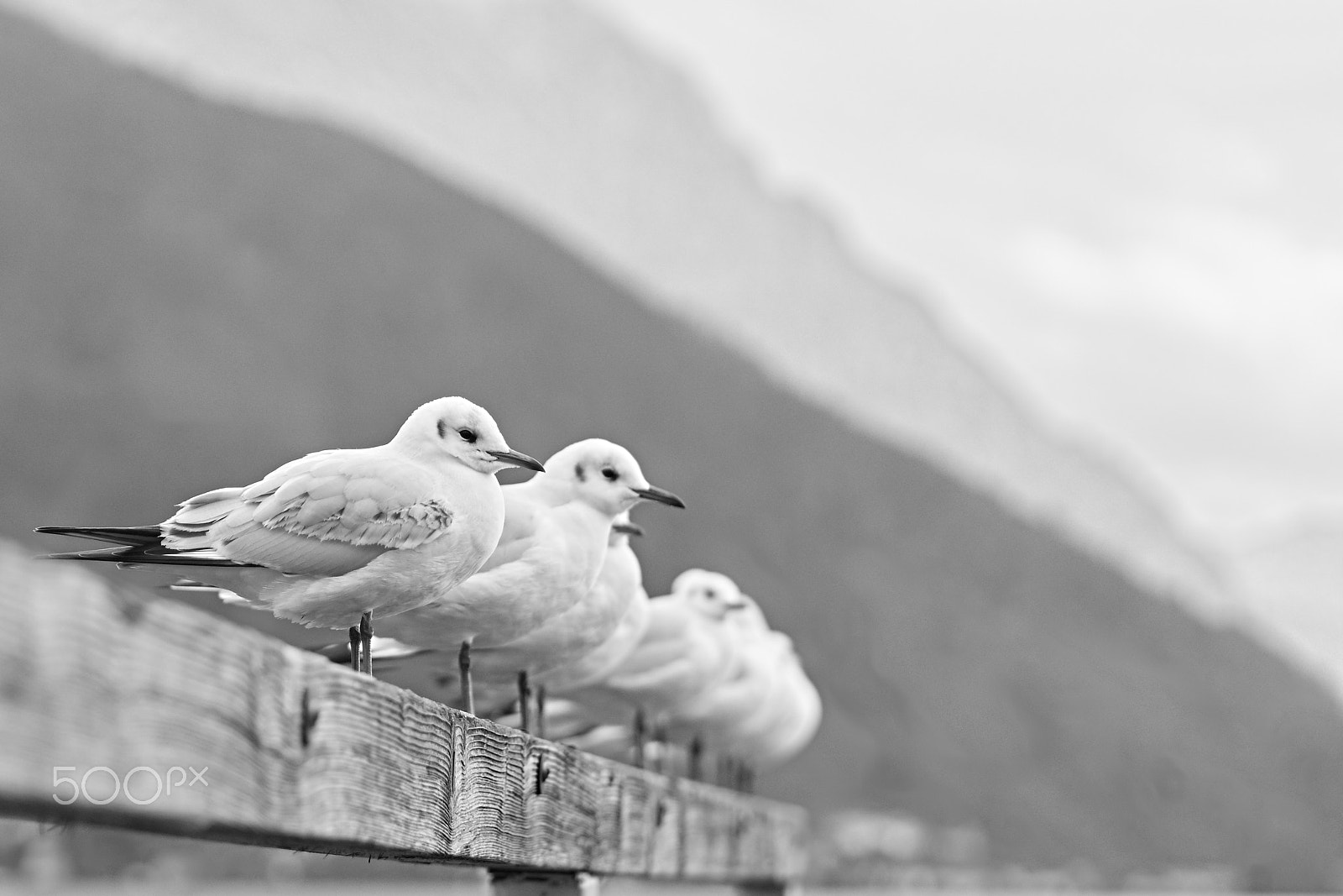 Olympus OM-D E-M5 II + Olympus M.Zuiko Digital 45mm F1.8 sample photo. Seagulls photography