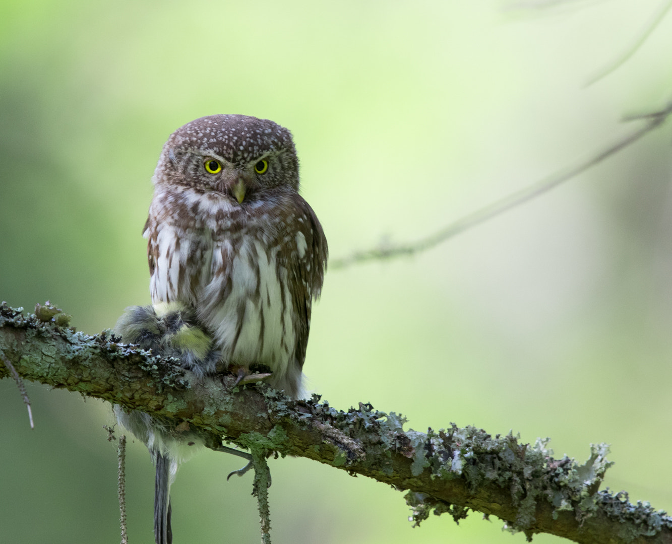 Canon EOS 7D Mark II + Canon EF 600mm F4L IS II USM sample photo. Sparvuggla med fångad talgoxe photography