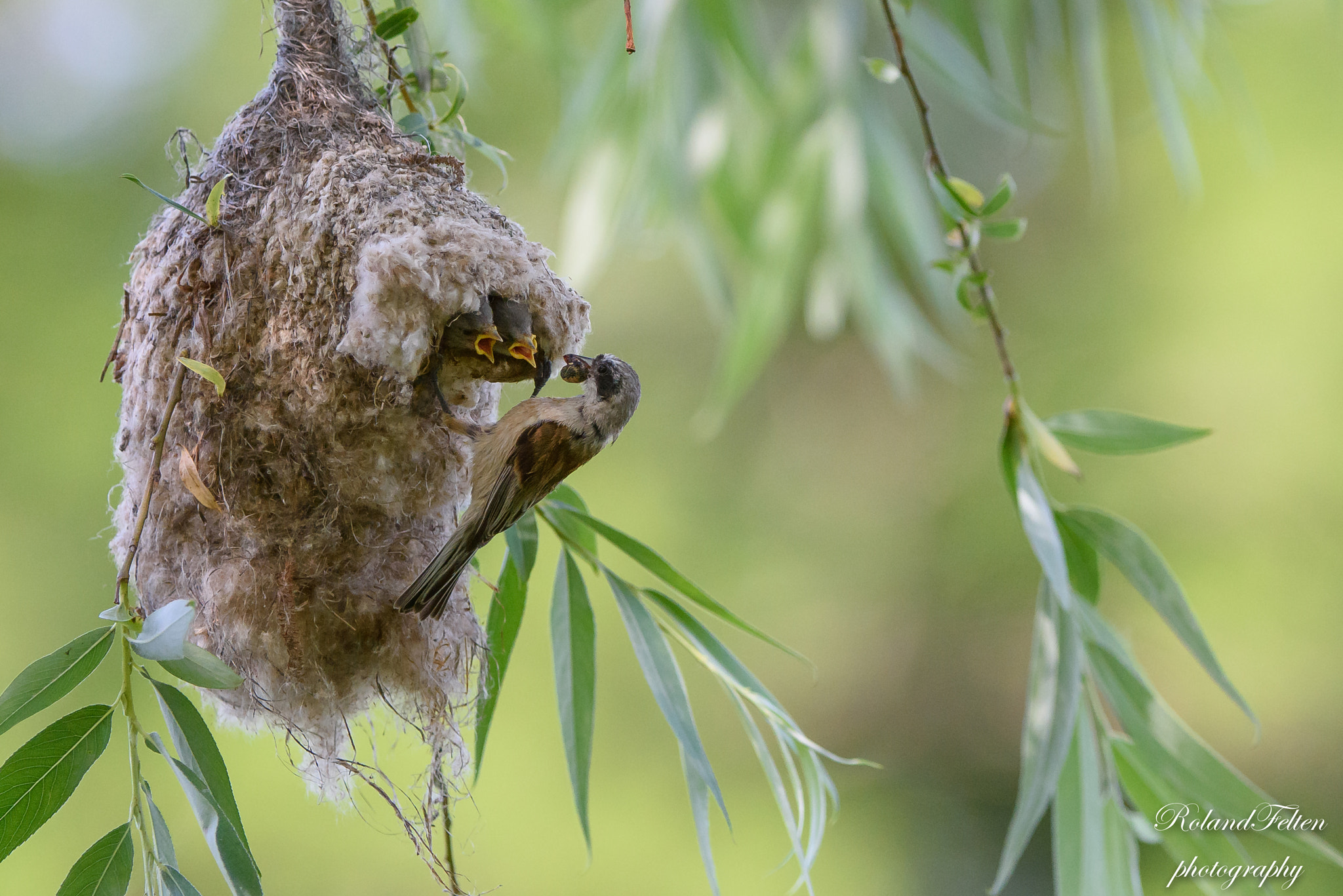 Nikon D810 + Nikon AF-S Nikkor 200-400mm F4G ED-IF VR sample photo. Feeding penduline tit photography