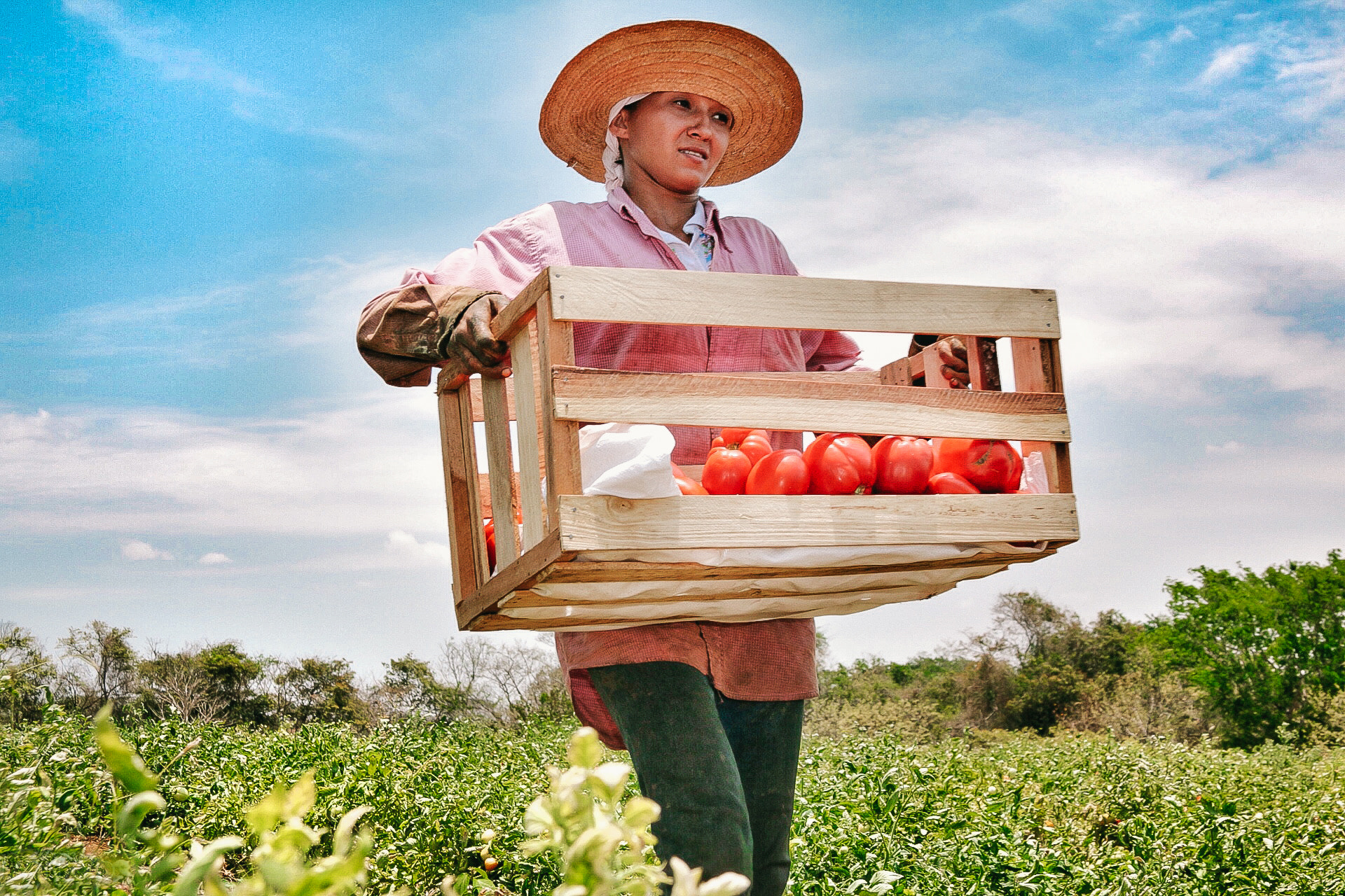 Canon EF 28-135mm F3.5-5.6 IS USM sample photo. Tomato worker photography