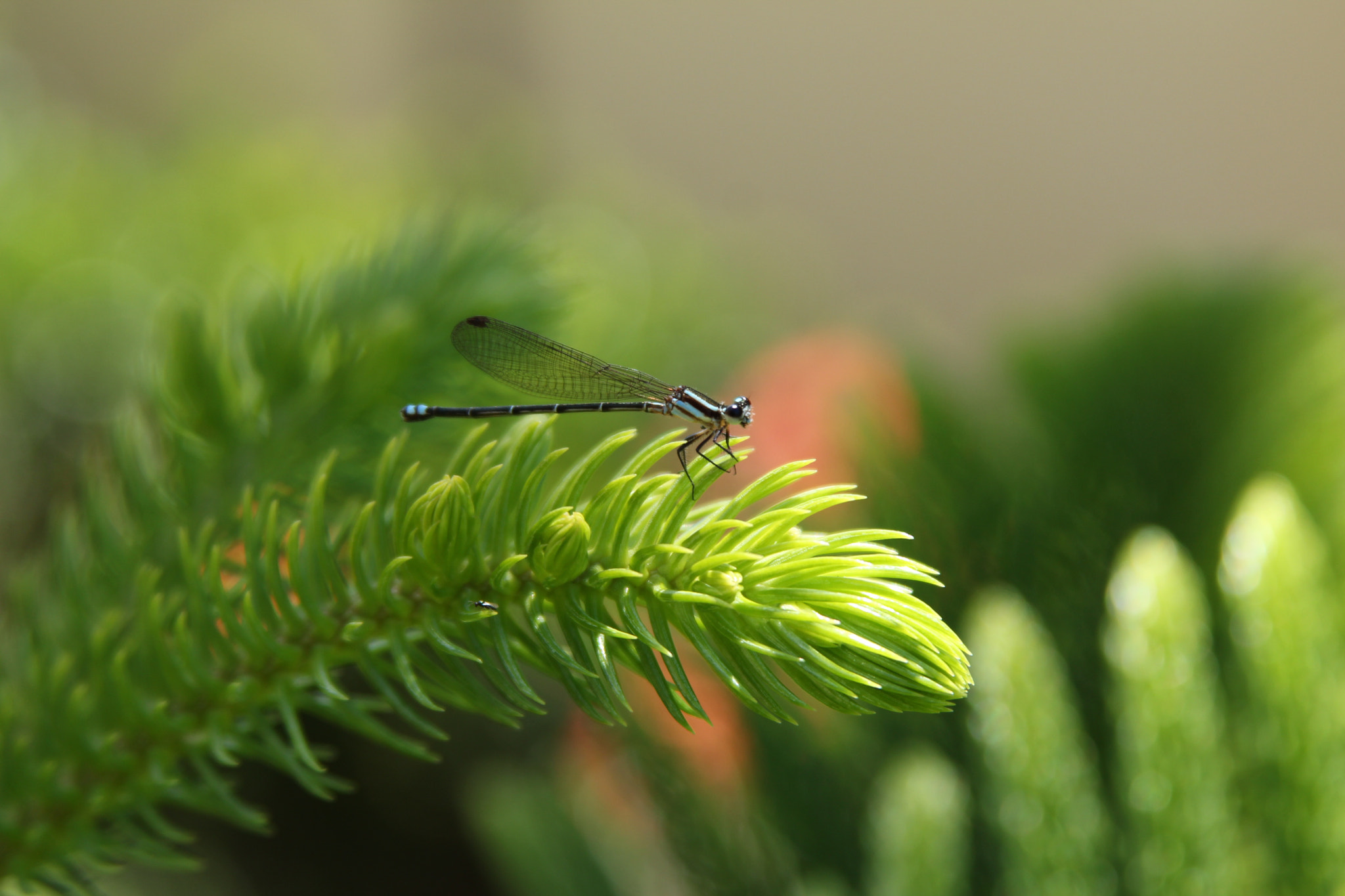 Canon EF 28-135mm F3.5-5.6 IS USM sample photo. Firefly photography