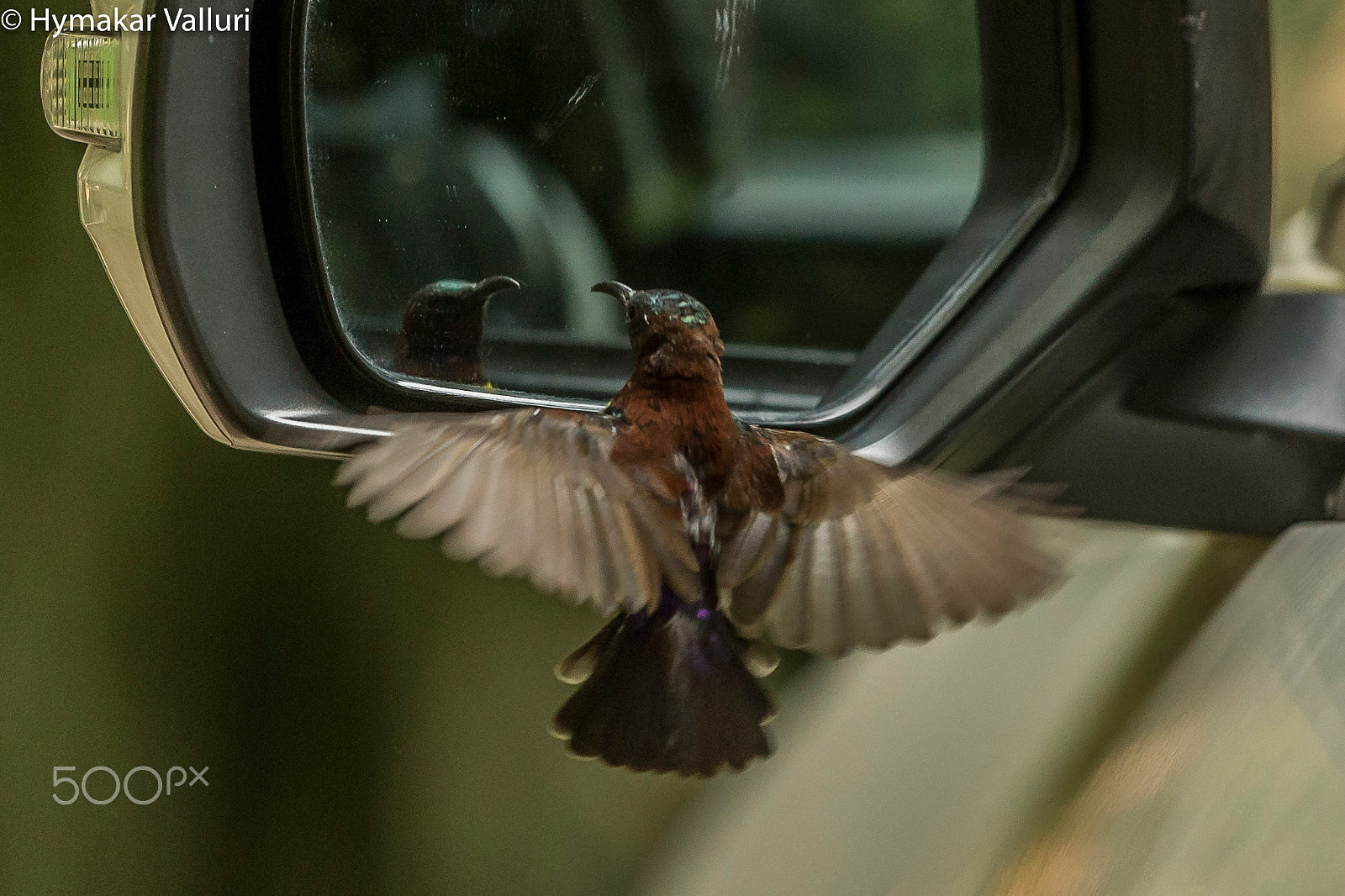 Canon EF 500mm F4L IS II USM sample photo. Sunbird photography