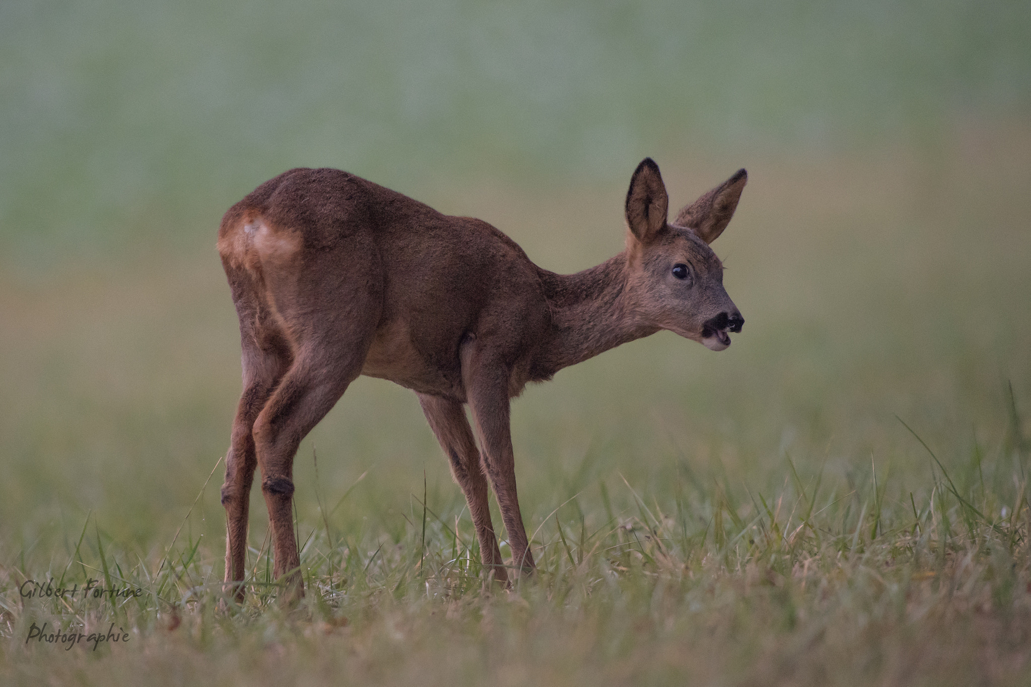 Nikon AF-S Nikkor 300mm F2.8G ED VR II sample photo. Chevrette au lever du jour photography