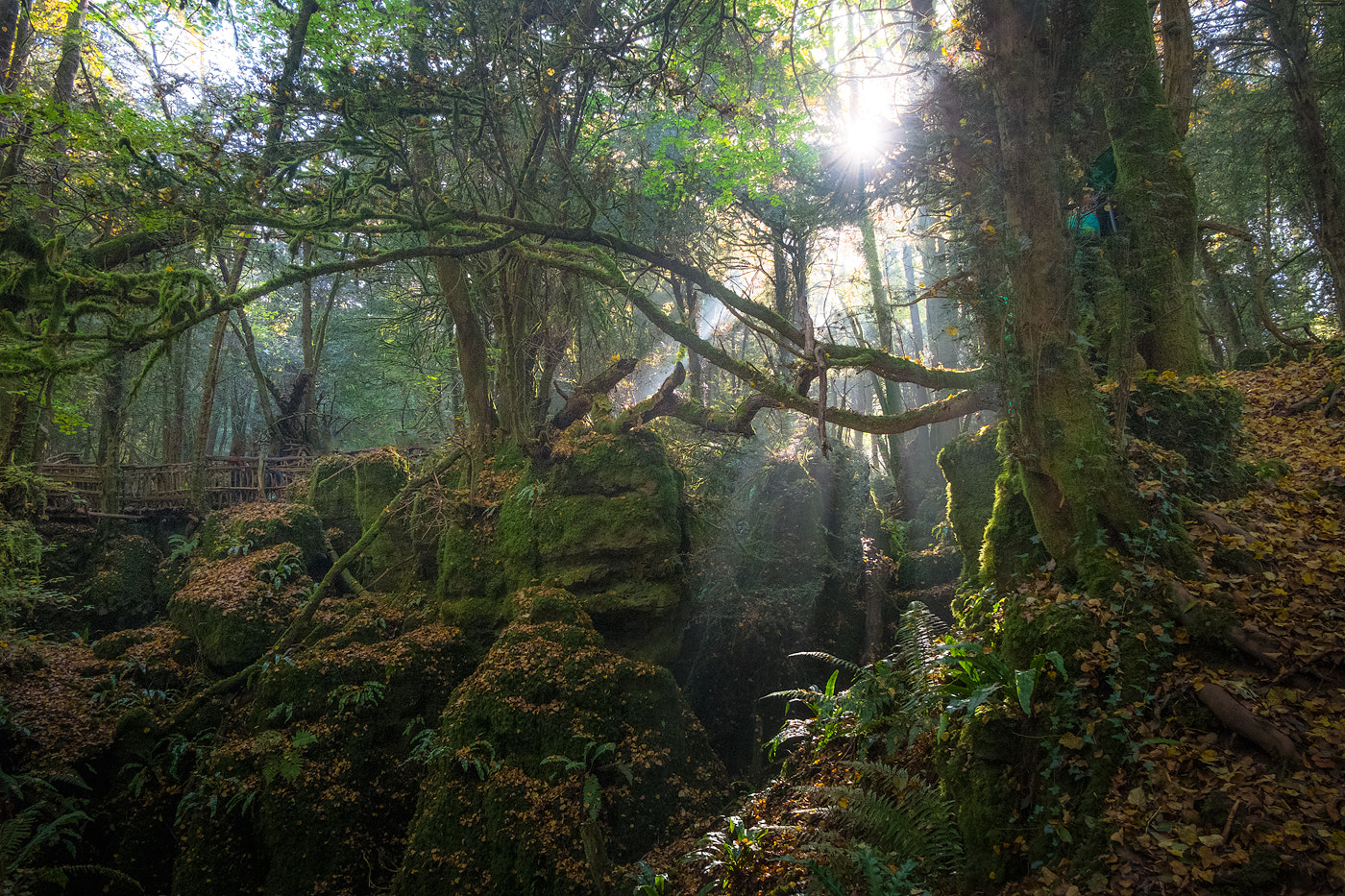 Fujifilm XC 16-50mm F3.5-5.6 OIS sample photo. Puzzlewood photography