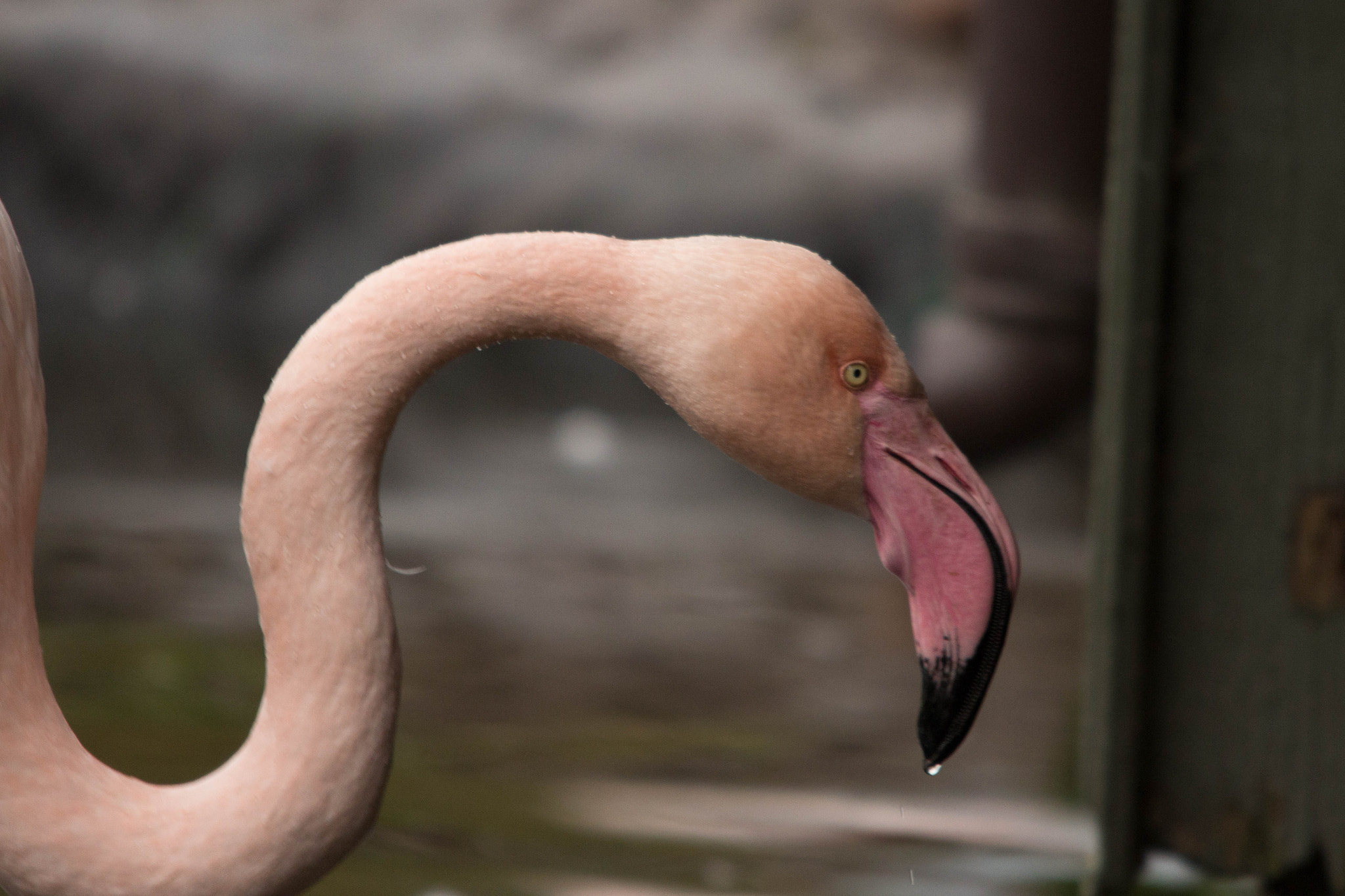 Sigma 150-500mm F5-6.3 DG OS HSM sample photo. Greater flamingo photography