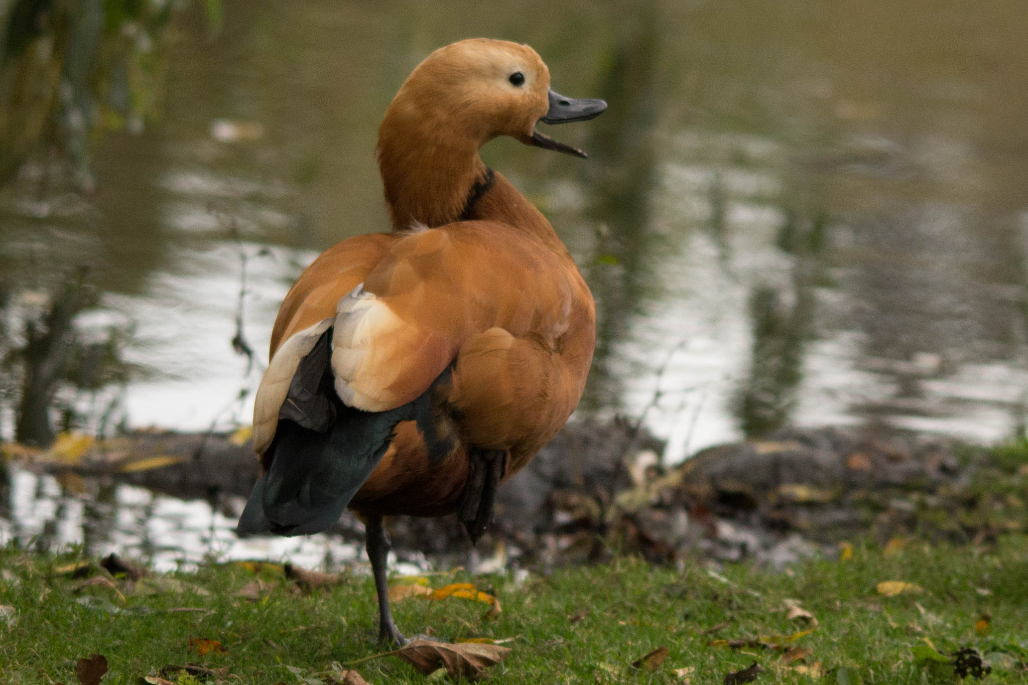 Sigma 150-500mm F5-6.3 DG OS HSM sample photo. Quack photography