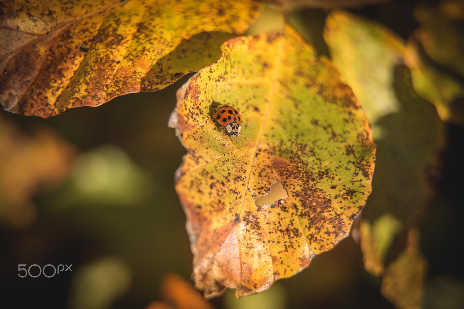 Nikon D800 sample photo. Ladybug in autumn photography